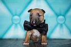 Miniature Bull Terrier Puppy