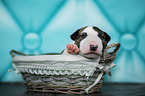 Miniature Bull Terrier Puppy