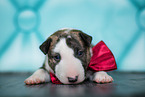 Miniature Bull Terrier Puppy