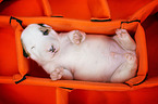 Miniature Bull Terrier Puppy