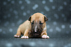 Miniature Bull Terrier Puppy