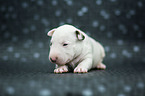 Miniature Bull Terrier Puppy