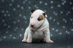 Miniature Bull Terrier Puppy