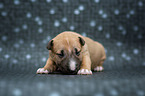 Miniature Bull Terrier Puppy