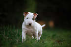 Miniature Bull Terrier Puppy