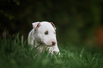 Miniature Bull Terrier Puppy