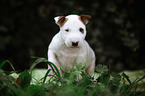 Miniature Bull Terrier Puppy