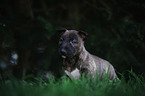 Miniature Bull Terrier Puppy