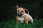 Miniature Bull Terrier Puppy