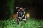 Miniature Bull Terrier Puppy