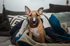 Miniature Bull Terrier Puppy