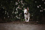 Miniature Bull Terrier Puppy