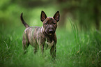 Miniature Bull Terrier Puppy