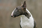 Miniature Bull Terrier Portrait