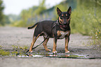 Miniature Bullterrier