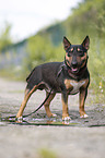 Miniature Bullterrier