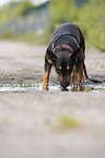 Miniature Bullterrier