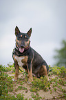 sitting Miniature Bullterrier