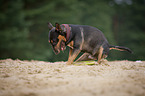 running Miniature Bullterrier