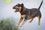 Miniature Bullterrier