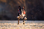 running miniature bull terrier