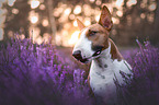 Miniatur Bull Terrier portrait