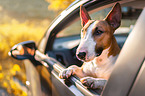 Miniatur Bull Terrier in the car