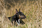 lying Miniature Bull Terrier
