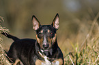 Miniature Bull Terrier