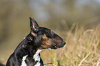 Miniature Bull Terrier portrait