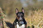 Miniature Bull Terrier portrait