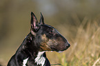 Miniature Bull Terrier portrait