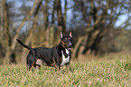 standing Miniature Bull Terrier