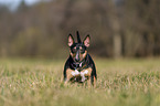 standing Miniature Bull Terrier