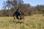 running Miniature Bull Terrier