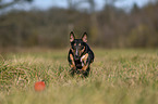 running Miniature Bull Terrier