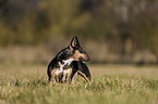 standing Miniature Bull Terrier