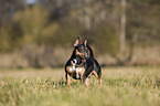 standing Miniature Bull Terrier