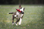 running Miniature Bull Terrier