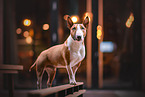 standing Miniature Bull Terrier