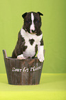 Miniature Bull Terrier Puppy