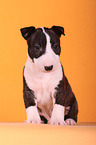 sitting Miniature Bull Terrier Puppy