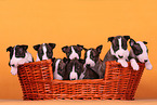 Miniature Bull Terrier Puppies