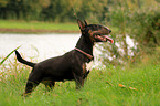 Miniature Bull Terrier