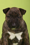 Miniature Bull Terrier Puppy Portrait