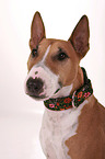 Miniature Bull Terrier Portrait