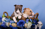 Miniature Bull Terrier Puppies