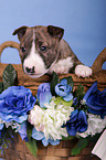 Miniature Bull Terrier Puppy