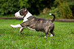 running Miniature Bull Terrier Puppy