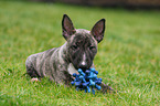 lying Miniature Bull Terrier Puppy